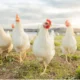 Sector avícola estima que en los próximos 3 años superarán 1.500.000 toneladas de carne de pollo