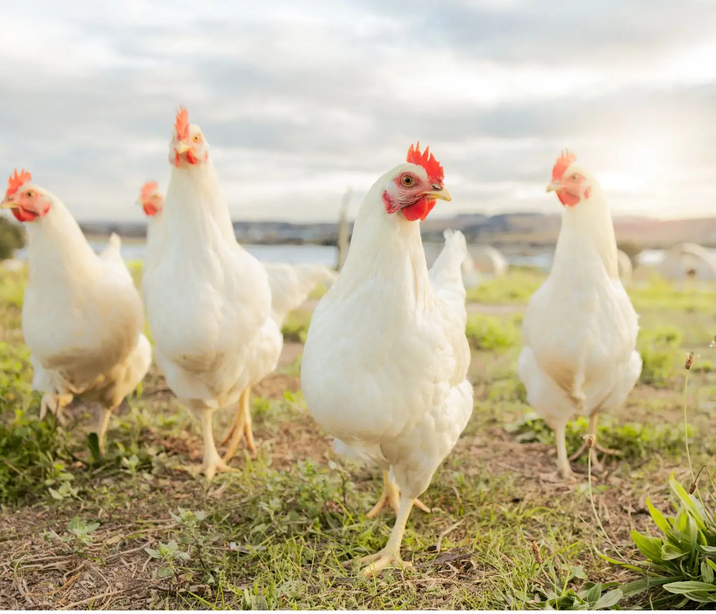 Sector avícola estima que en los próximos 3 años superarán 1.500.000 toneladas de carne de pollo