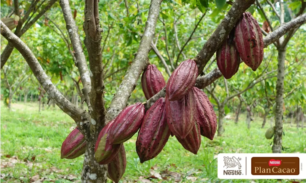 SAVOY® celebra 85 años impulsando el cacao venezolano