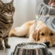 Cambiar el agua de los gatos dos veces diarias
