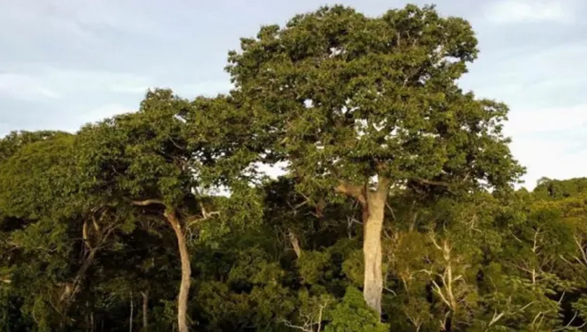 Bolivia cuenta con bosques densos que albergan miles de plantas y animales poco comunes | Getty Images