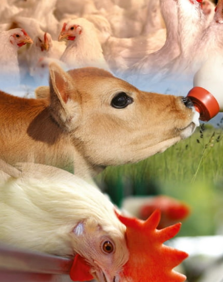 AVISA VETERINARIA