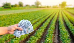 Los productores extranjeros cuentan con financiamiento a tasas del 4% o 5% anual