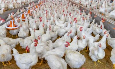 MV. Carlos Bello: Control integral de helmintos en aves de vida larga