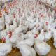 MV. Carlos Bello: Control integral de helmintos en aves de vida larga
