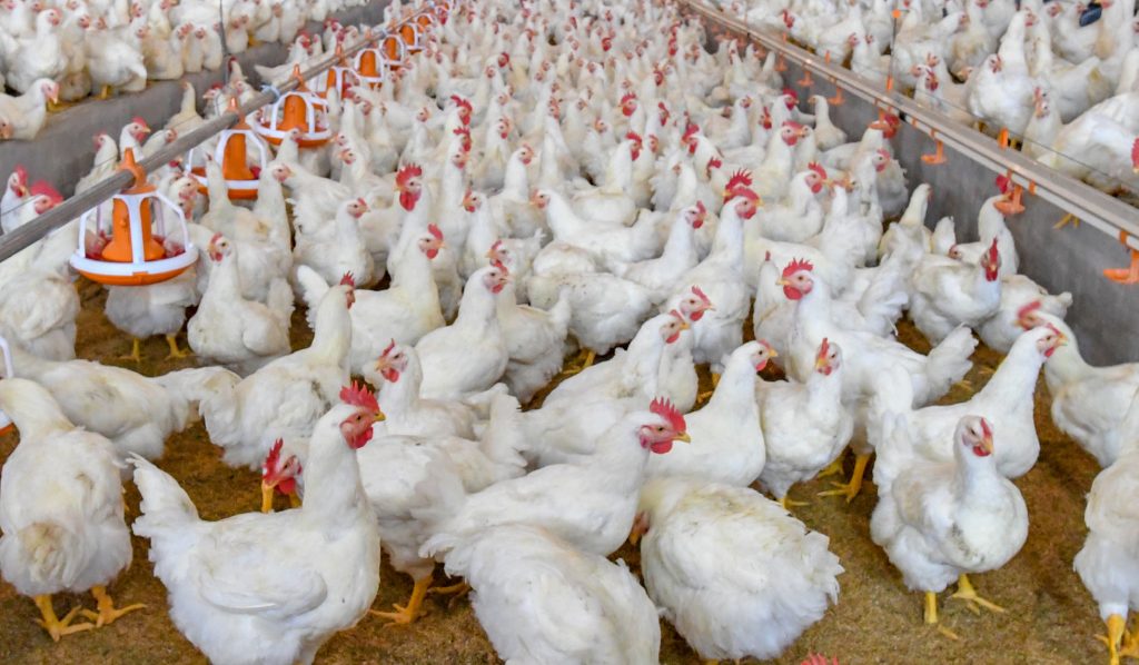 MV. Carlos Bello: Control integral de helmintos en aves de vida larga