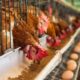 Sector avícola prevé superar 900 mil toneladas de pollo