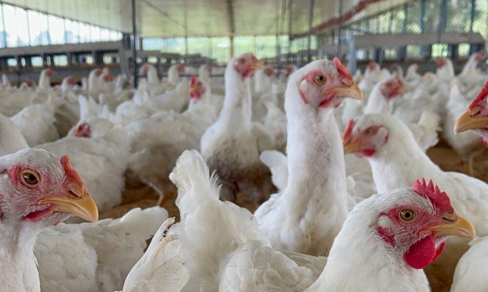 Sector avícola prevé superar 900 mil toneladas de pollo