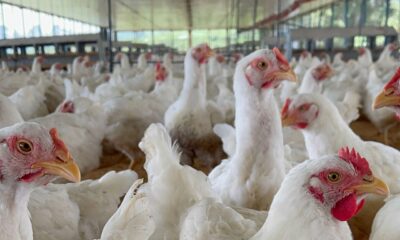 Sector avícola prevé superar 900 mil toneladas de pollo