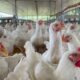 Sector avícola prevé superar 900 mil toneladas de pollo