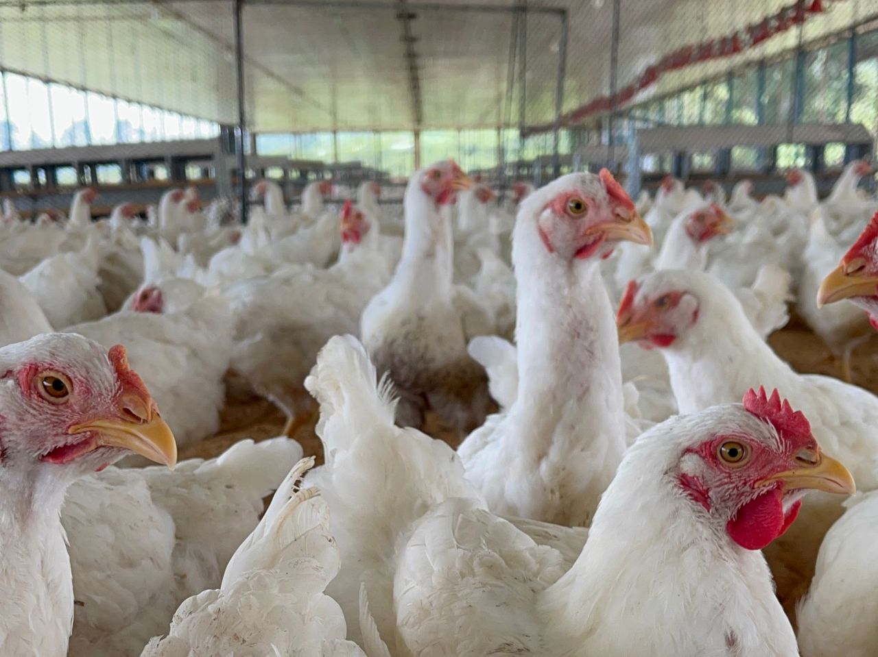 Sector avícola prevé superar 900 mil toneladas de pollo