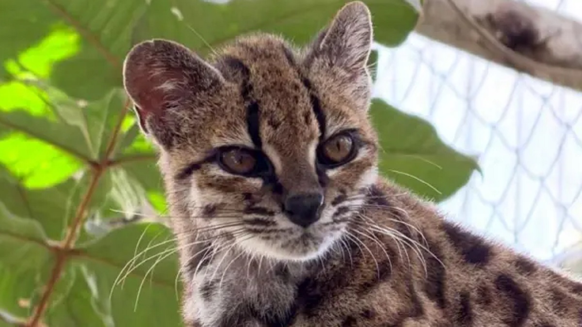 El único miembro vivo conocido de la especie se encuentra en un santuario de vida silvestre en Bolivia | PAOLA NOGALES-ASCARRUNZ JULIE VAN COLLIE