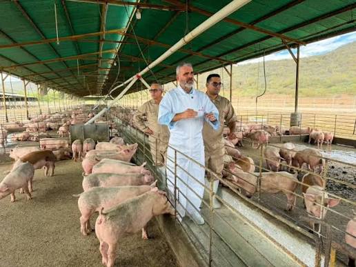 Sector porcino venezolano proyecta crecer 15,3% en autoabastecimiento