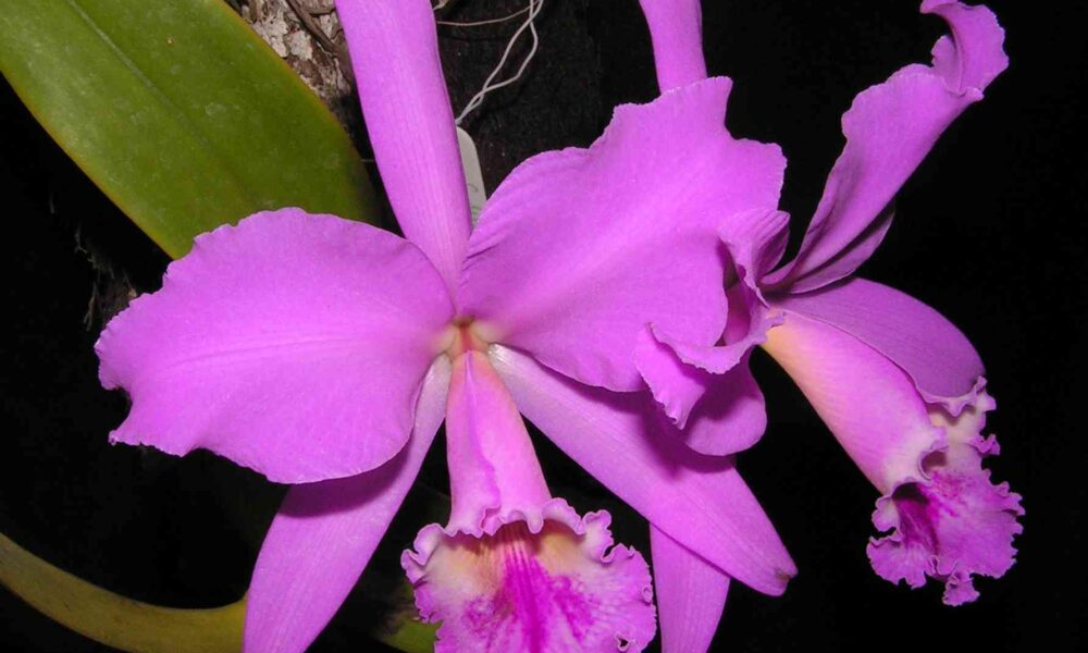 Orquídeas de Lara enfrentan amenaza por extracción ilegal y tala de árboles