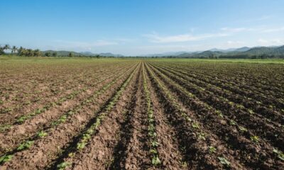Especialista pide reestructurar la siembra y cuidar el agua