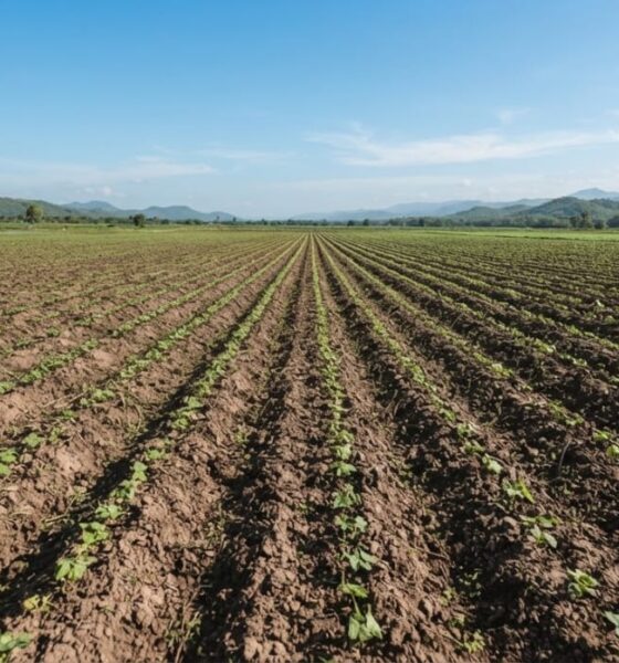 Especialista pide reestructurar la siembra y cuidar el agua