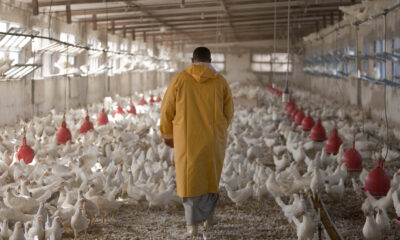MV. Carlos Bello: Control integral de helmintos en aves de vida larga