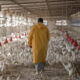 MV. Carlos Bello: Control integral de helmintos en aves de vida larga