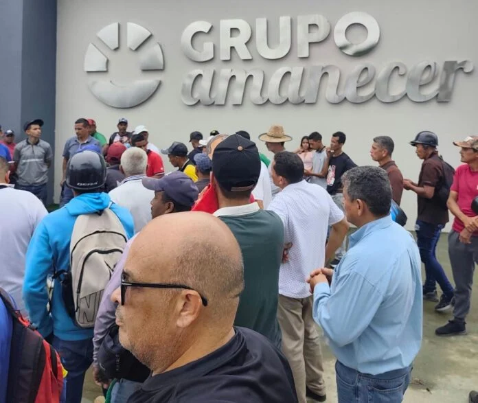 los productores enfrentan además dificultades para comercializar toda la cosecha, debido a que las empresas estarían limitando las cantidades que reciben.