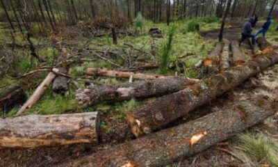 Despliegan ficalización para frenar delitos ambientales en Lara