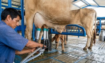 Competitividad Lechera en Perijá: Retos y Estrategias | Dra. Fátima Urdaneta