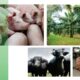 Sector Agroproductivo – Encuentro Gerencial