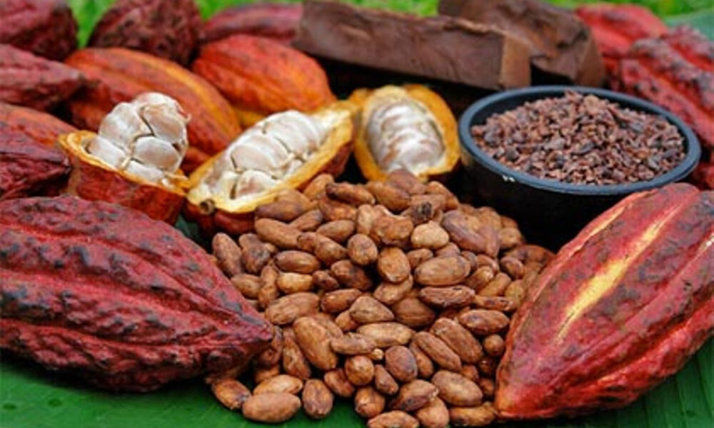 Guanare albergará el I Congreso Nacional del Cacao