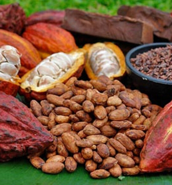 Guanare albergará el I Congreso Nacional del Cacao
