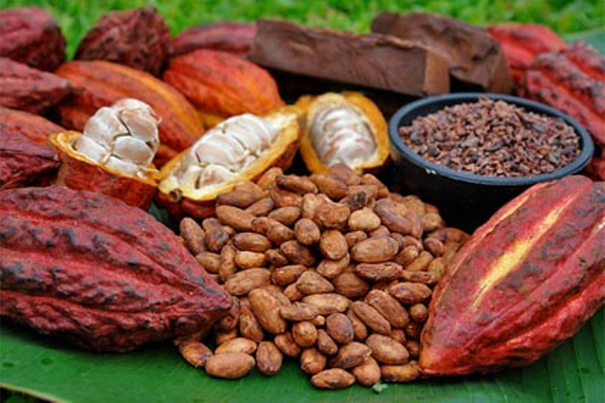Guanare albergará el I Congreso Nacional del Cacao