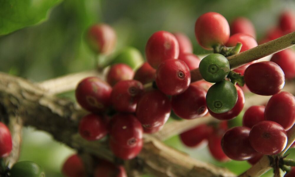 Caficultores denuncian pérdidas de hasta  por quintal