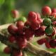 Caficultores denuncian pérdidas de hasta  por quintal