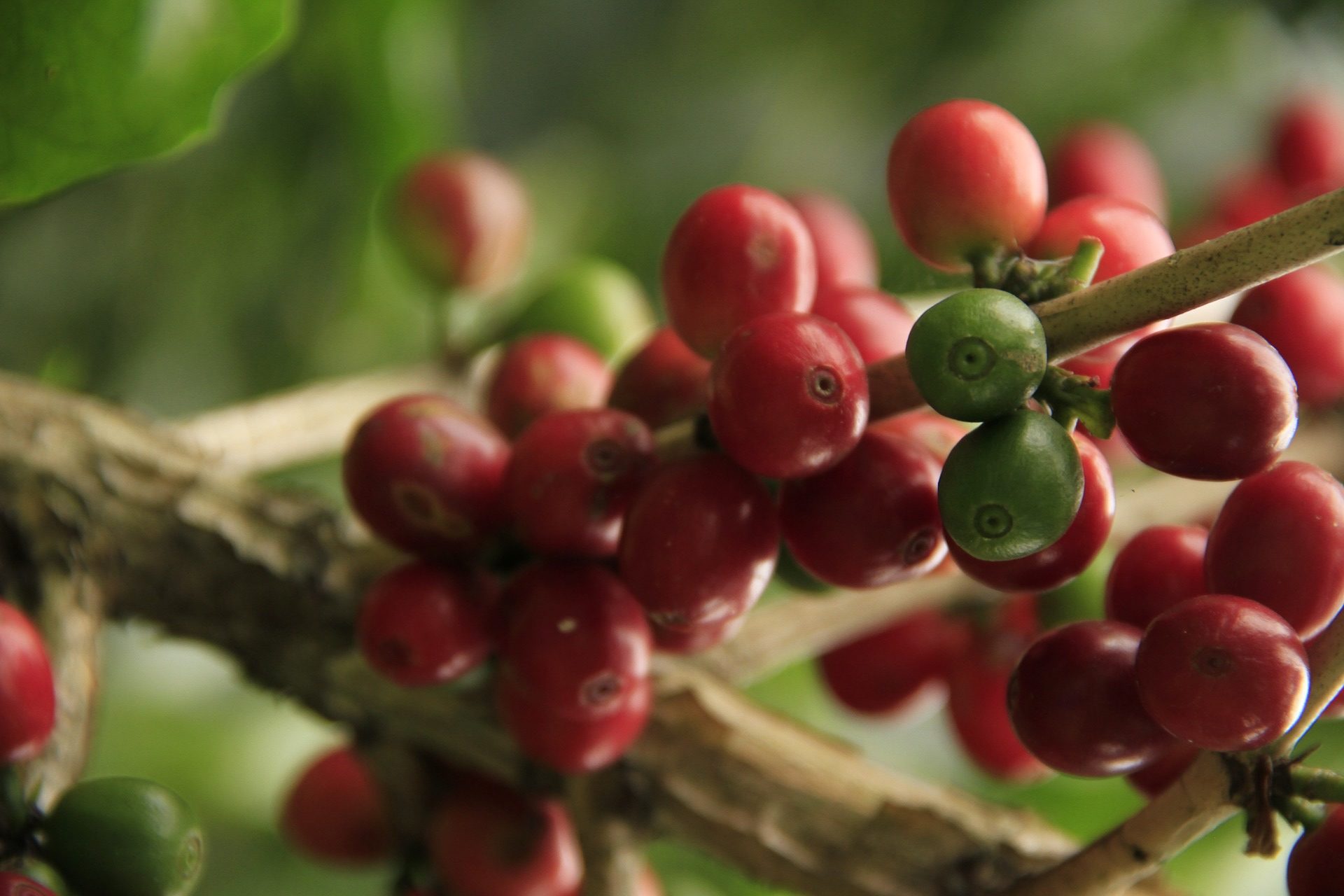 Caficultores denuncian pérdidas de hasta  por quintal