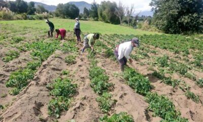 Gobierno implementa plan para transparentar precios de los agroinsumos