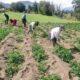 Gobierno implementa plan para transparentar precios de los agroinsumos