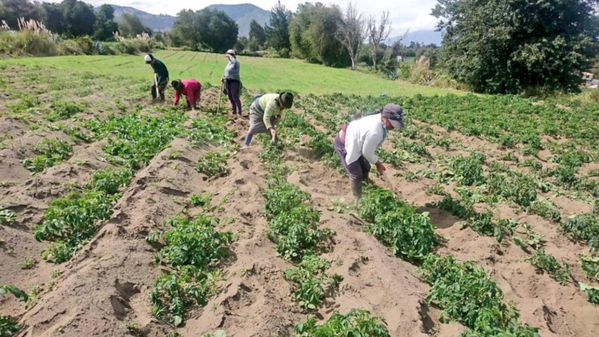Gobierno implementa plan para transparentar precios de los agroinsumos