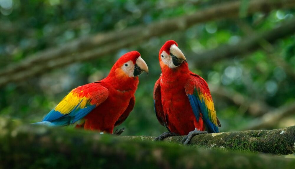 Inparques abre registro para avistamiento de aves