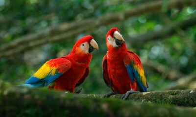 Inparques abre registro para avistamiento de aves