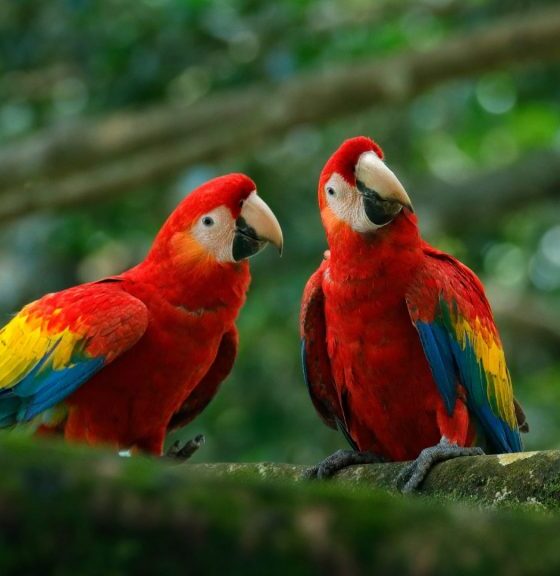 Inparques abre registro para avistamiento de aves