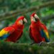 Inparques abre registro para avistamiento de aves