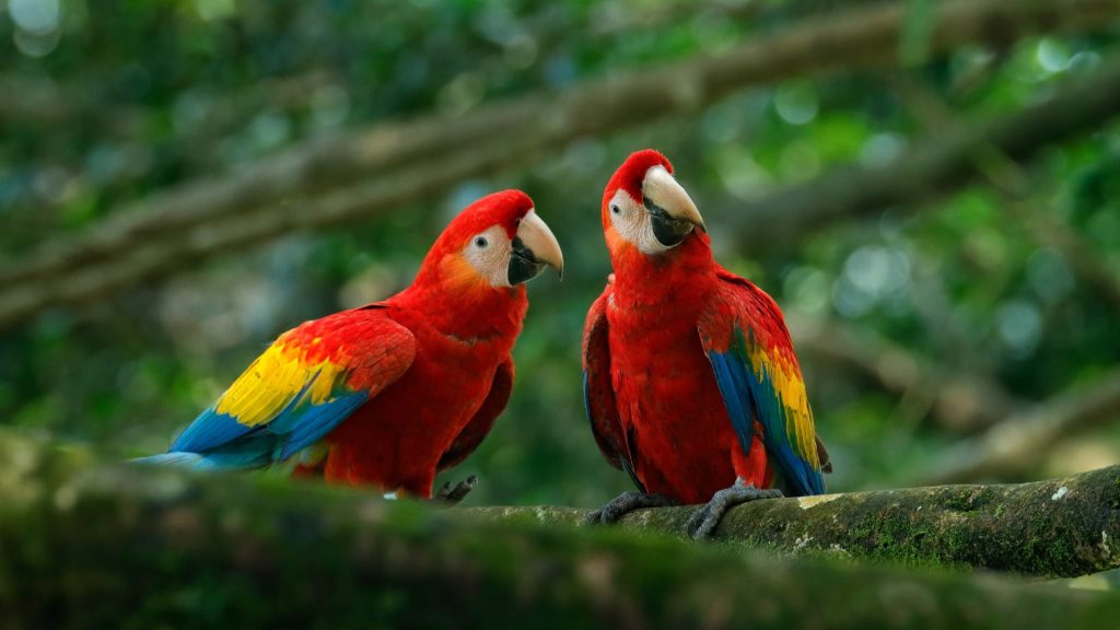 Inparques abre registro para avistamiento de aves