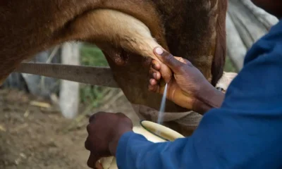 Crisis eléctrica y de gasoil impactan la producción de leche
