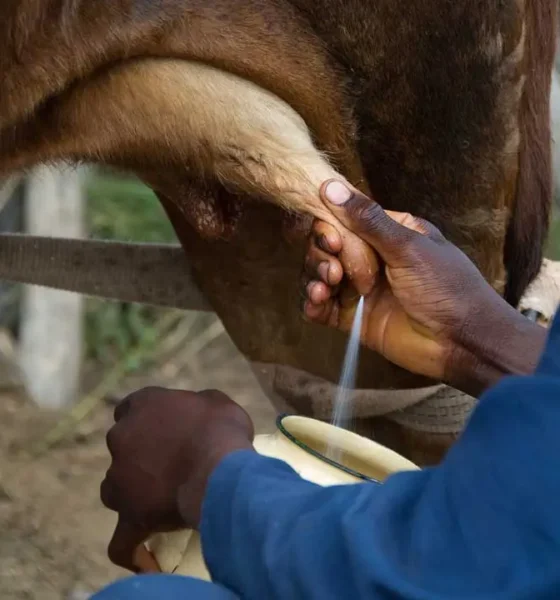 Crisis eléctrica y de gasoil impactan la producción de leche