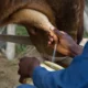 Crisis eléctrica y de gasoil impactan la producción de leche