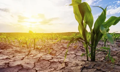 Intensidad del fenómeno El Niño y su impacto