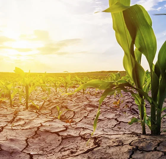 Intensidad del fenómeno El Niño y su impacto