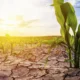 Intensidad del fenómeno El Niño y su impacto