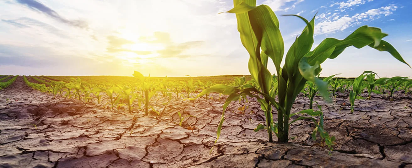 Intensidad del fenómeno El Niño y su impacto